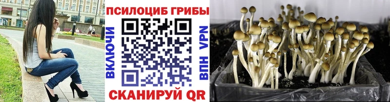хочу наркоту  Строитель  Псилоцибиновые грибы Magic Shrooms 